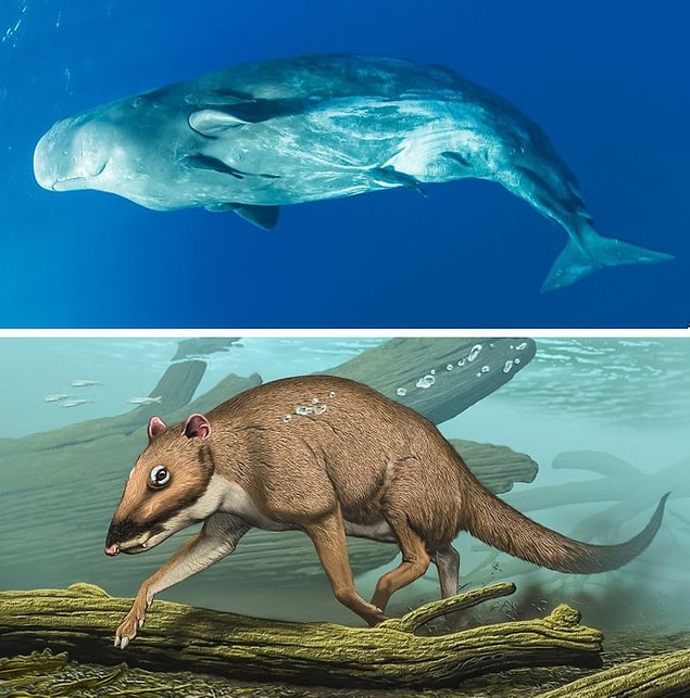 2. Balina ve Indohyus
