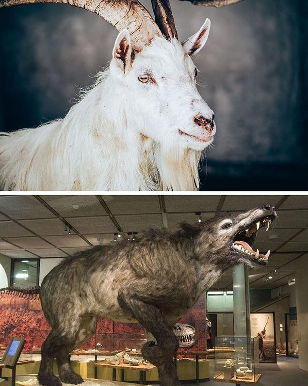 4. Keçi ve Andrewsarchus