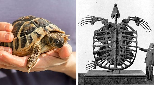 5. Kaplumbağa ve Archelon