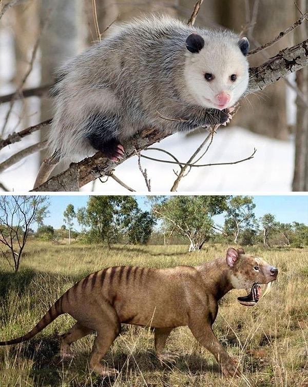 9. Keseli Sıçan ve Thylacosmilus