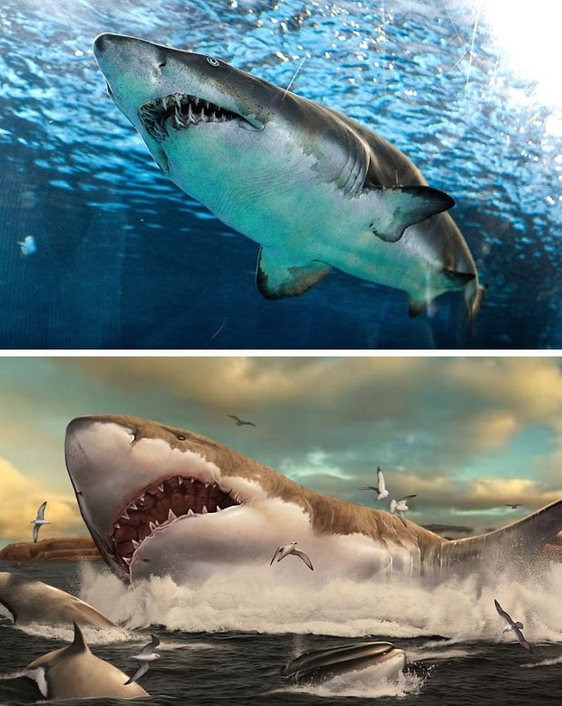 11. Köpek Balığı ve Megalodon