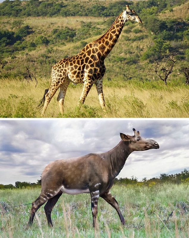 14. Zürafa ve Samotherium
