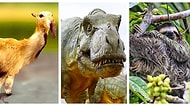 Günümüz Hayvanları ve Atalarının Bu 15 Karşılaştırmalı Görüntüsü Ağzınızı Açık Bırakacak