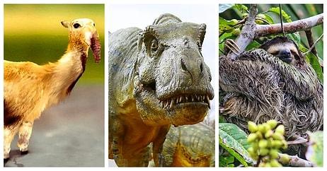 Günümüz Hayvanları ve Atalarının Bu 15 Karşılaştırmalı Görüntüsü Ağzınızı Açık Bırakacak