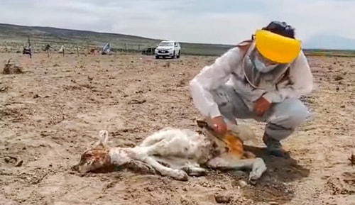 Gizemli Yaratık Chupacabra'dan Şüpheleniliyor: 50 Hayvan Kanı Emilerek Öldürüldü