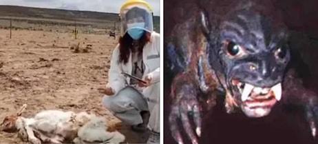 Gizemli Yaratık Chupacabra'dan Şüpheleniliyor: 50 Hayvan Kanı Emilerek Öldürüldü