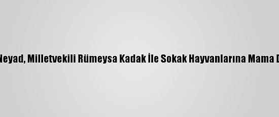 Genç Neyad, Milletvekili Rümeysa Kadak İle Sokak Hayvanlarına Mama Dağıttı