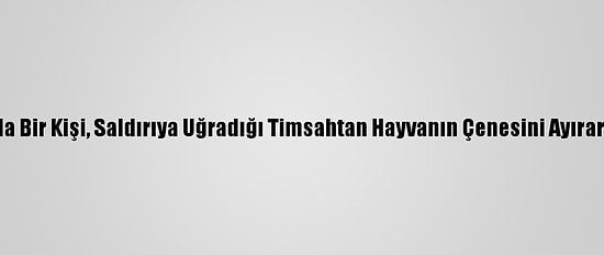 Avustralya'da Bir Kişi, Saldırıya Uğradığı Timsahtan Hayvanın Çenesini Ayırarak Kurtuldu
