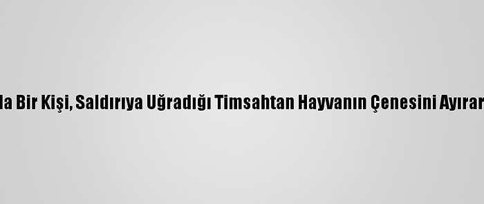 Avustralya'da Bir Kişi, Saldırıya Uğradığı Timsahtan Hayvanın Çenesini Ayırarak Kurtuldu