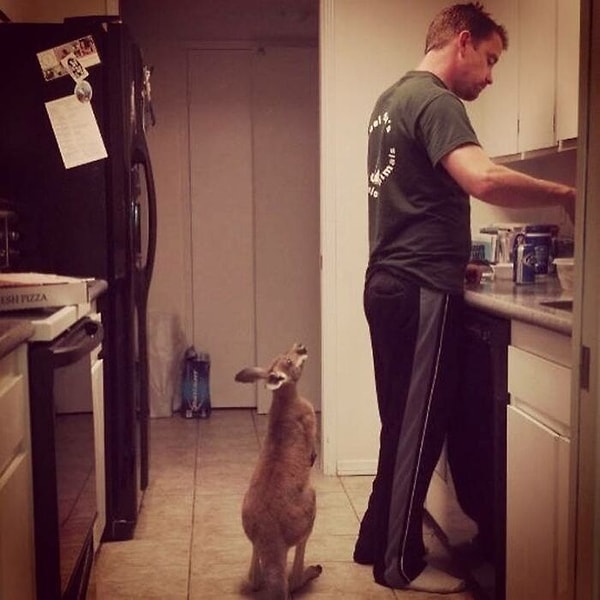 2. Шестимесячный кенгуру, которого я выращиваю, очень любит свою бутылочку ...