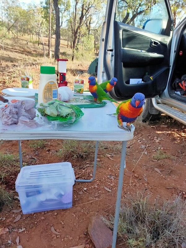 6. Кемпинг в Австралии выглядит примерно так...