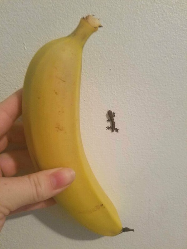 15. Наконец, я нашел кое-что в Австралии, что не собирается меня убивать. Банан для сравнения