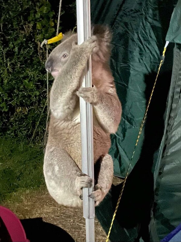 19. Я застрял в Европе из-за Covid, а потом моя семья сделала это фото и отправила его из похода в Skenes Creek Victoria ... Вот теперь я действительно тоскую по дому