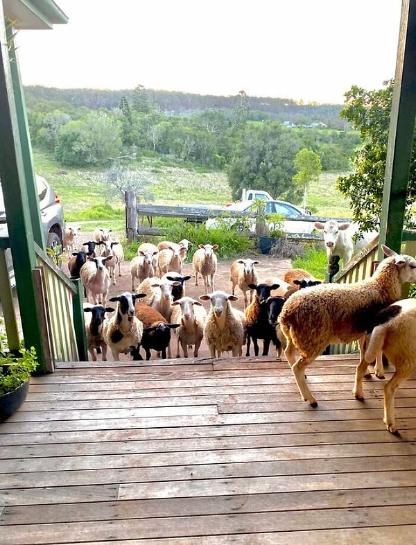 5. Парень моей дочери помогал на ферме своих родителей в Кингарой, Квинсленд. Он сделал этот снимок, когда овца подошла сказать «Доброго времени суток»