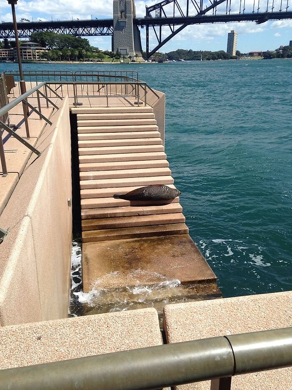 12. Тюлень охлаждается возле Сиднейского оперного театра
