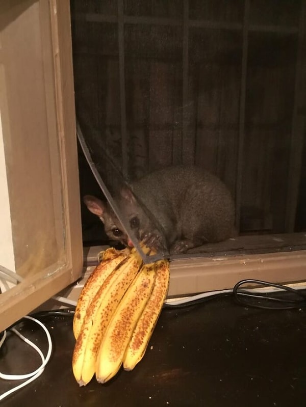 13. Воришки в Австралии