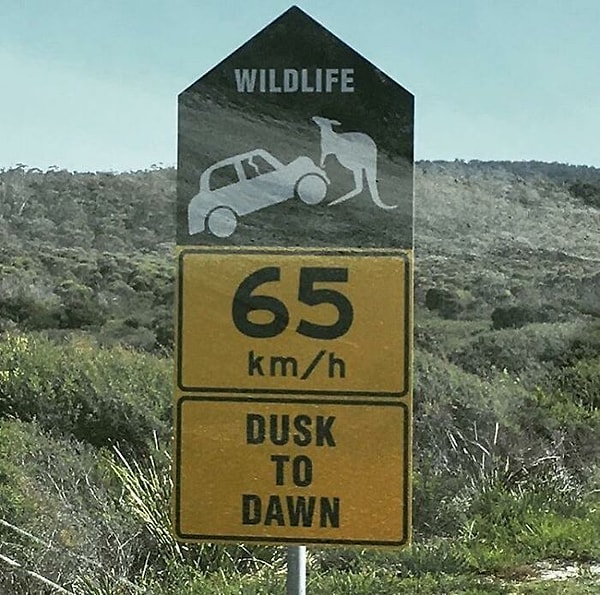 15. Кенгуру: берегите свои машины