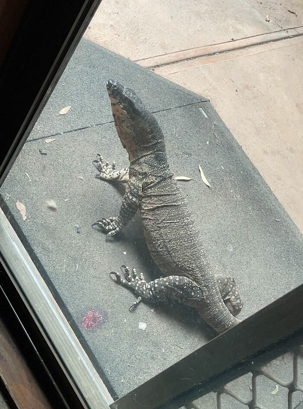 17. Этот парень хлопнул хвостом о нашу дверь, прежде чем искупаться в нашем пруду