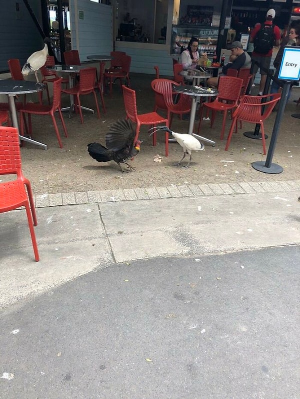 18. Похоже на новый герб Австралии :)