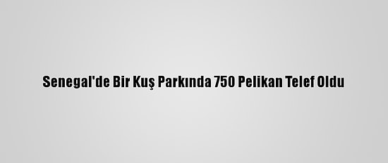 Senegal'de Bir Kuş Parkında 750 Pelikan Telef Oldu