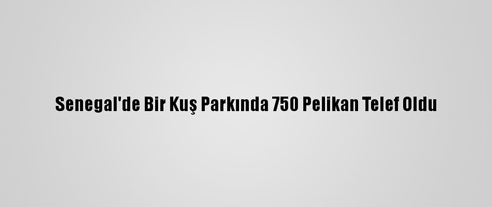 Senegal'de Bir Kuş Parkında 750 Pelikan Telef Oldu
