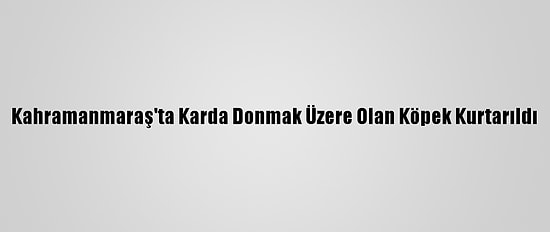 Kahramanmaraş'ta Karda Donmak Üzere Olan Köpek Kurtarıldı