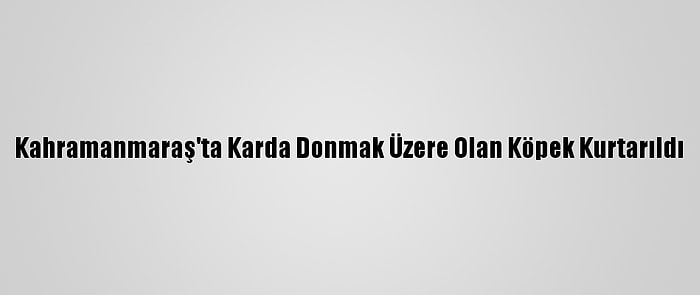 Kahramanmaraş'ta Karda Donmak Üzere Olan Köpek Kurtarıldı