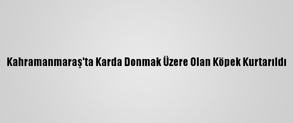 Kahramanmaraş'ta Karda Donmak Üzere Olan Köpek Kurtarıldı