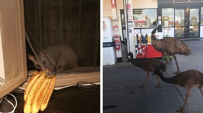 20 снимков, которые доказывают, что Австралия - это совершенно другой мир (Продолжение)