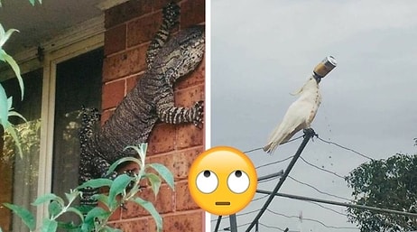 20 снимков, которые доказывают, что Австралия - это совершенно другой мир