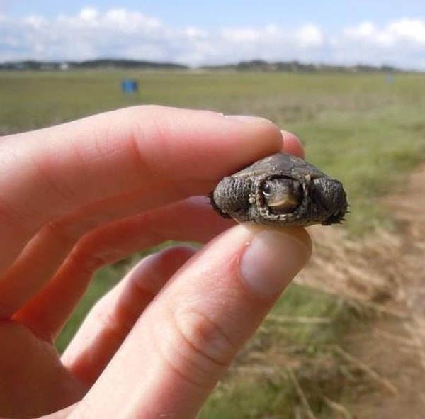 10. "Эта черепашка не больше четвертака!"