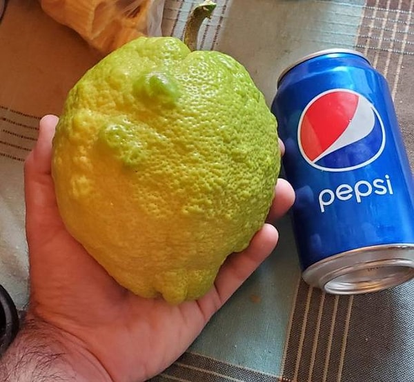 12. "В этом году лимоны однозначно удались".