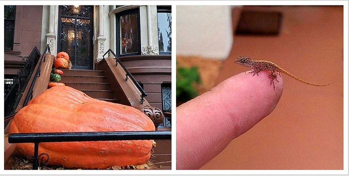 14 примеров, которые доказывают, что размер все-таки имеет значение