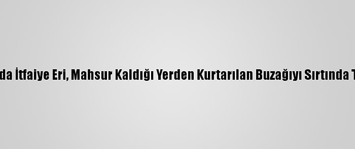 Ordu'da İtfaiye Eri, Mahsur Kaldığı Yerden Kurtarılan Buzağıyı Sırtında Taşıdı