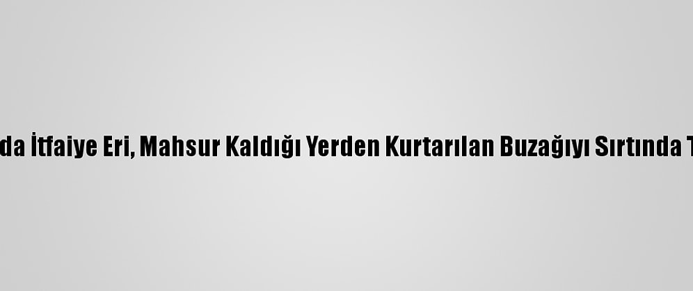 Ordu'da İtfaiye Eri, Mahsur Kaldığı Yerden Kurtarılan Buzağıyı Sırtında Taşıdı