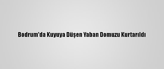 Bodrum'da Kuyuya Düşen Yaban Domuzu Kurtarıldı