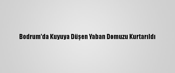 Bodrum'da Kuyuya Düşen Yaban Domuzu Kurtarıldı