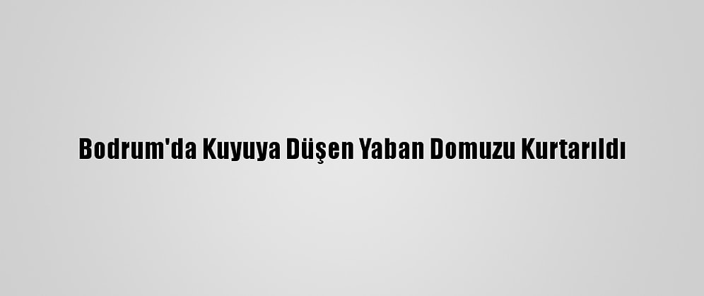 Bodrum'da Kuyuya Düşen Yaban Domuzu Kurtarıldı