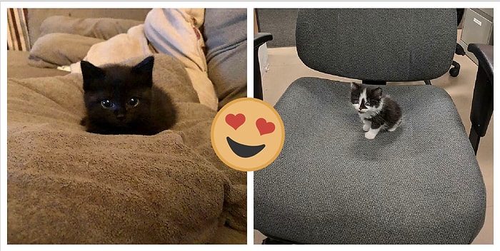 Что может быть лучше онлайн-сообщества, где выкладывают фото неприлично маленьких и ужасно трогательных котят? (17 фото)