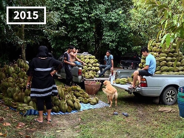 2. Да-да, вы правильно вспомнили: дурианы - это такие отвратительно пахнущие гнилым луком, чесноком, тухлой рыбой и одновременно канализацией фрукты, которые почему-то считаются ценными в Юго-Восточной Азии (описания аромата этого дивного яства могут отличаться: на вкус и цвет, как говорится...)