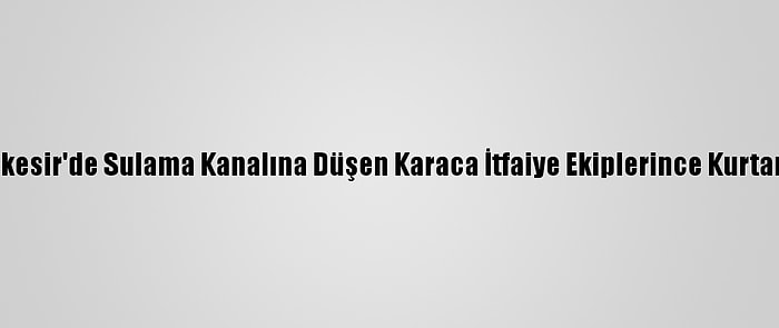 Balıkesir'de Sulama Kanalına Düşen Karaca İtfaiye Ekiplerince Kurtarıldı