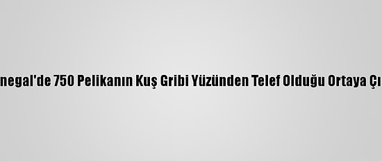 Senegal'de 750 Pelikanın Kuş Gribi Yüzünden Telef Olduğu Ortaya Çıktı