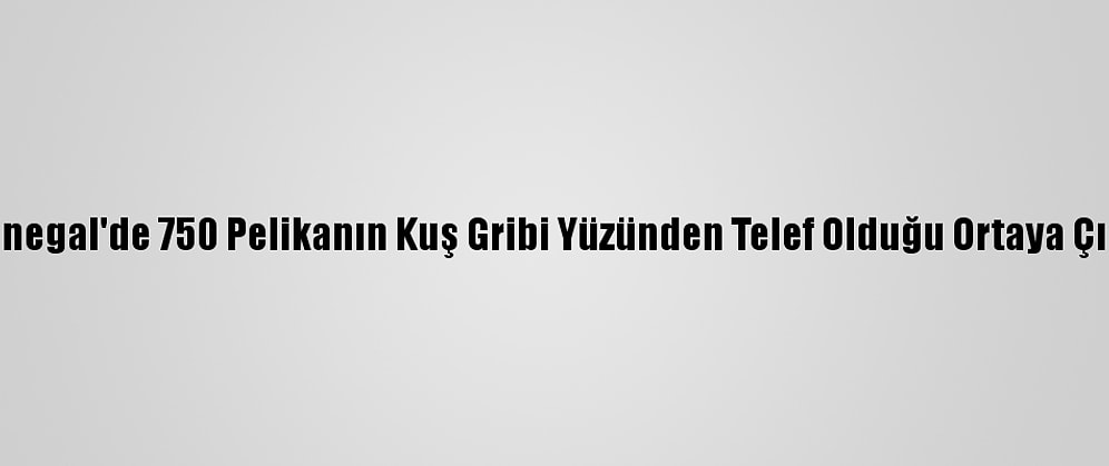 Senegal'de 750 Pelikanın Kuş Gribi Yüzünden Telef Olduğu Ortaya Çıktı