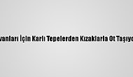 Hayvanları İçin Karlı Tepelerden Kızaklarla Ot Taşıyorlar