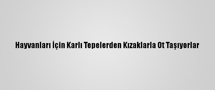 Hayvanları İçin Karlı Tepelerden Kızaklarla Ot Taşıyorlar