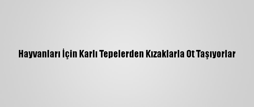 Hayvanları İçin Karlı Tepelerden Kızaklarla Ot Taşıyorlar