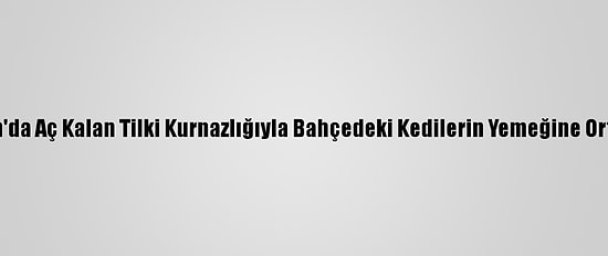 Erzincan'da Aç Kalan Tilki Kurnazlığıyla Bahçedeki Kedilerin Yemeğine Ortak Oldu