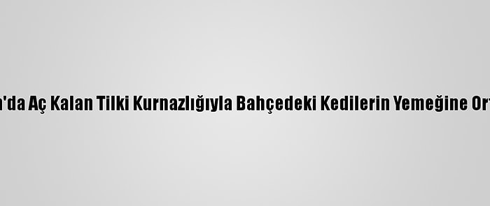 Erzincan'da Aç Kalan Tilki Kurnazlığıyla Bahçedeki Kedilerin Yemeğine Ortak Oldu