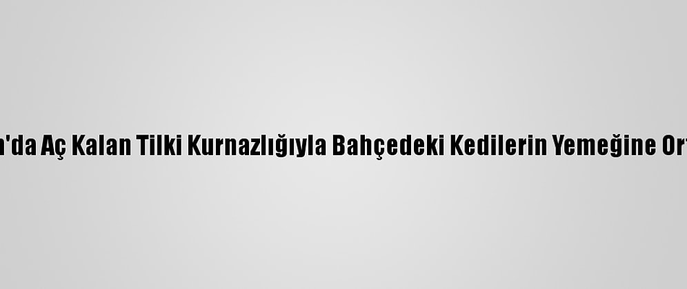 Erzincan'da Aç Kalan Tilki Kurnazlığıyla Bahçedeki Kedilerin Yemeğine Ortak Oldu