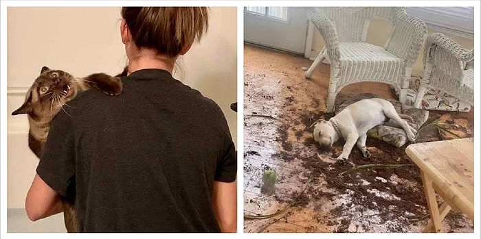 15 забавных фото, доказывающих, что животные - просто мастера по поднятию настроения!